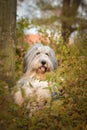 Bearded collie is begging in the forest. Royalty Free Stock Photo