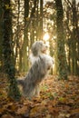 Bearded collie is begging in the forest. Royalty Free Stock Photo