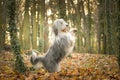 Bearded collie is begging in the forest. Royalty Free Stock Photo