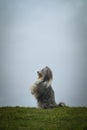 Bearded collie is begging in the forest. Royalty Free Stock Photo