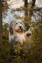Bearded collie is begging in the forest. Royalty Free Stock Photo