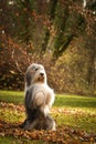 Bearded collie is begging in the forest. Royalty Free Stock Photo