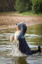 Bearded collie is begging in the water. Royalty Free Stock Photo