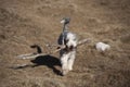 Bearded Collie with a big stick