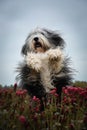 Bearded collie is dancing in tall crimson clover