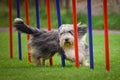 Bearded collie Dog in agility slalom on competition.