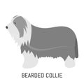 Bearded collie. Dog, flat icon. Isolated on white background.