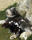 Bearded Collie Dog, Mother with Puppies suckling Royalty Free Stock Photo