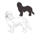 Bearded Collie dog sketch.