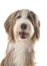 Bearded collie in studio Royalty Free Stock Photo