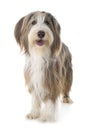 Bearded collie in studio Royalty Free Stock Photo