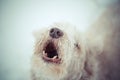 Bearded collie howling barking