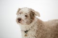 Bearded collie howling barking