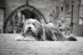 Bearded collie is lying on Carls bridge. Royalty Free Stock Photo