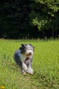 Bearded Collie on a meadow