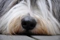 Bearded Collie Nose