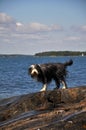 Bearded Collie by the ocean