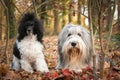 Bearded collie and poodle are laying in the leaves.