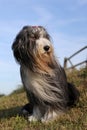Bearded Collie portrait Royalty Free Stock Photo