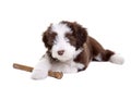 Bearded collie pup Royalty Free Stock Photo