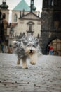 Bearded collie is running on Carls bridge. Royalty Free Stock Photo