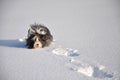 Bearded Collie Running in Snow