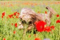 Bearded collie runs through a poppy field Royalty Free Stock Photo