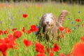 Bearded collie runs through a poppy field Royalty Free Stock Photo