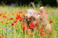 Bearded collie runs through a poppy field Royalty Free Stock Photo