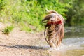 Bearded collie runs with a toy in the snout Royalty Free Stock Photo