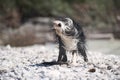 Bearded Collie shaking off water.