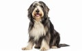 A Bearded Collie sits against a white background, displaying its black and grey coat with a look of anticipation and