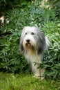 Bearded collie is sitting in bush Royalty Free Stock Photo