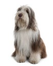 Bearded Collie, sitting and looking up