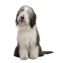 Bearded Collie, sitting and panting Royalty Free Stock Photo