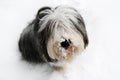 Bearded Collie in Snow