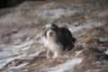 Bearded collie with soft and furry coat