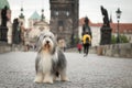 Bearded collie is standing on Carls bridge Royalty Free Stock Photo