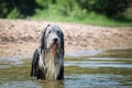 Bearded collie is standing in the water. Royalty Free Stock Photo