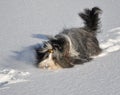 Bearded Collie Stops in Snow