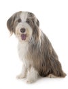 Bearded collie in studio Royalty Free Stock Photo