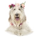 Bearded collie in studio Royalty Free Stock Photo