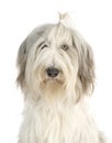 Bearded collie in studio Royalty Free Stock Photo