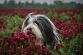 Bearded collie, who is hidding in tall shamrock