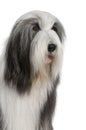 Bearded Collie, 4 years old Royalty Free Stock Photo