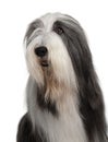 Bearded Collie, 4 years old Royalty Free Stock Photo