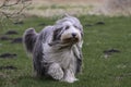 Bearded colly dog wandering in the park Royalty Free Stock Photo