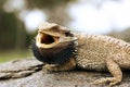 Bearded dragon Royalty Free Stock Photo