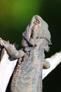 Bearded Dragon Royalty Free Stock Photo