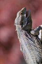 Bearded Dragon Royalty Free Stock Photo